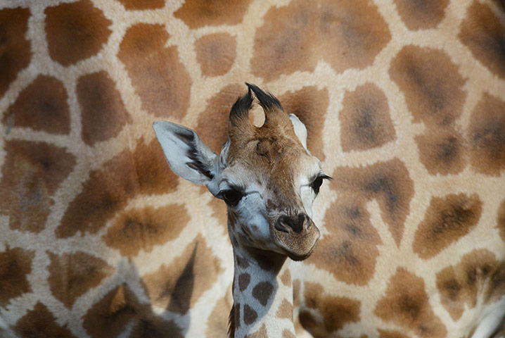 24 hours: One month old baby Rotschild giraffe