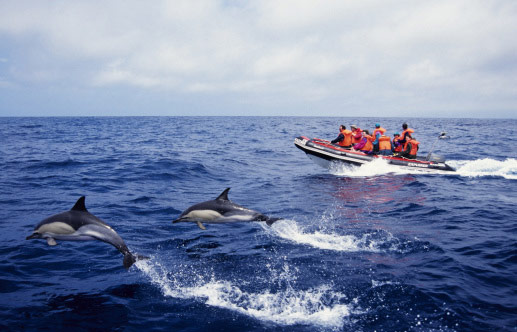 sunvilazores: Dolphin watching on the Azores