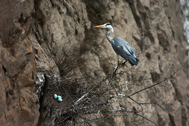 24 hours: Yuncheng, China: A heron on its nest