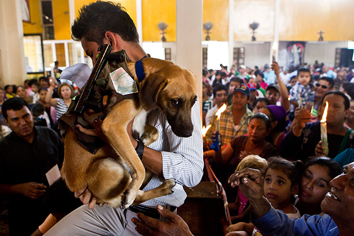 24 hours: Masaya, Nicaragua: A dog at an animal blessing ceremony 