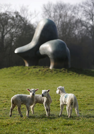 Moore Rodin: Lambs stand infront of Henry Moore's aptly called Sheep Piece