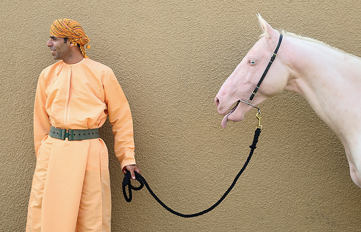 24 hours in pictures:  A man with a pale pink horse ahead of it's appearance in a cavalry event