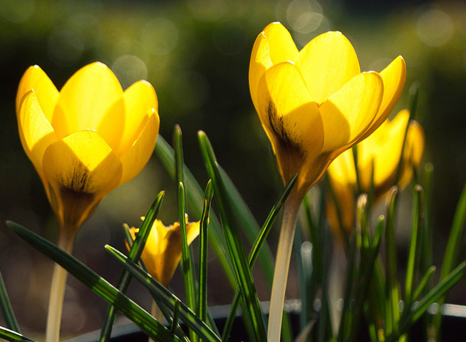Spring readers' pictures : Crocuses