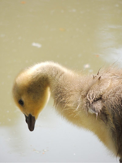 Spring readers' pictures : Duckling