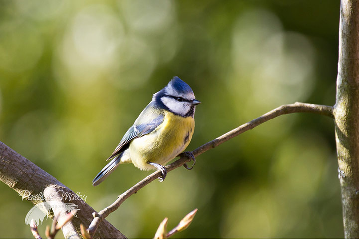 Spring readers' pictures : Blue tit