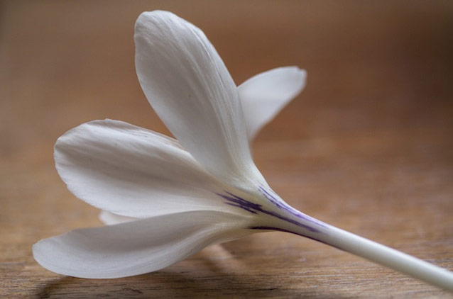 Spring readers' pictures : A white crocrus flower