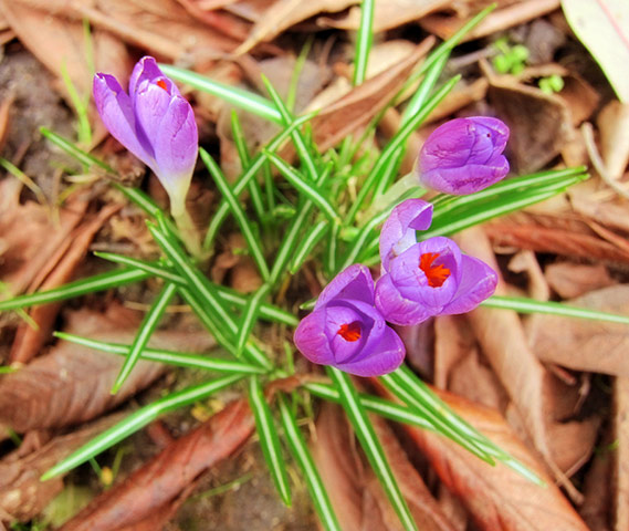 Spring readers' pictures : Tiny crocuses