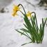 Fwd: Tender shoots of spring: Guardian readers' pictures - http://www.guardian.co.uk/environment/gallery/2013/mar/20/spring-readers-pictures (via http://ff.im/1eT0H0)