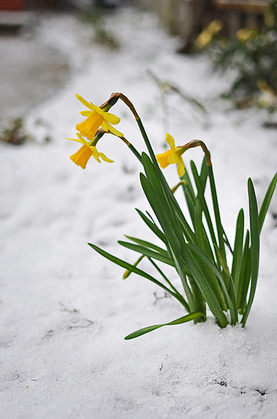 Spring readers' pictures : Daffodils in snow