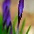 Fwd: Tender shoots of spring: Guardian readers' pictures - http://www.guardian.co.uk/environment/gallery/2013/mar/20/spring-readers-pictures (via http://ff.im/1eT0H0)