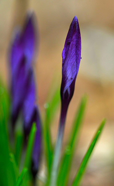 Spring readers' pictures : Violet crocus buds