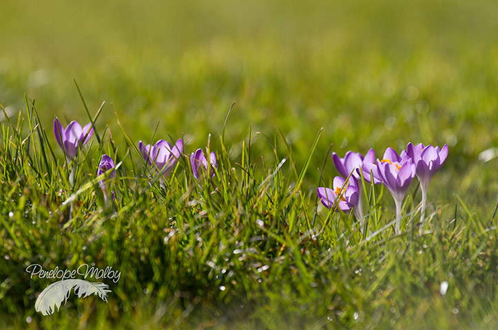 Spring readers' pictures : Purple crocus