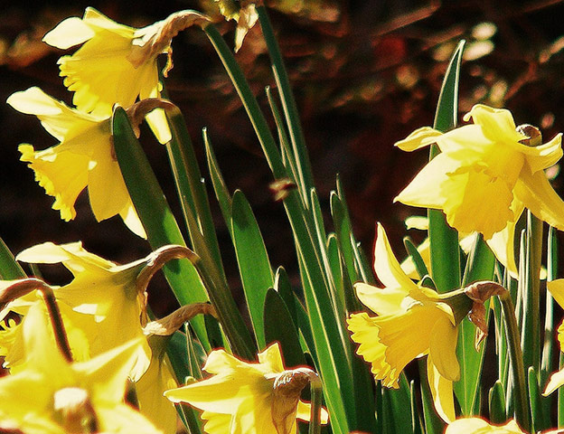 Spring readers' pictures : Daffodils