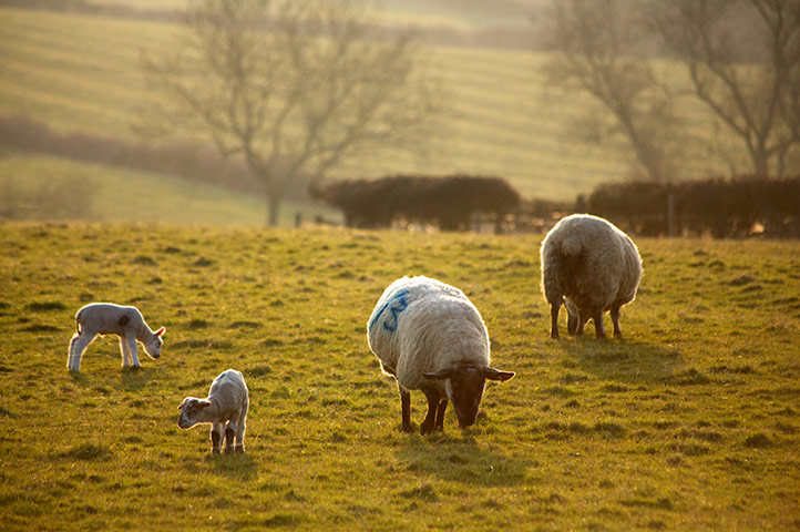 Spring readers' pictures : Spring lambs