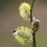 Fwd: Tender shoots of spring: Guardian readers' pictures - http://www.guardian.co.uk/environment/gallery/2013/mar/20/spring-readers-pictures (via http://ff.im/1eT0H0)