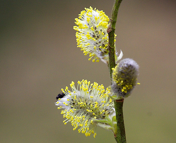 Spring readers' pictures : Flowering pussy willows