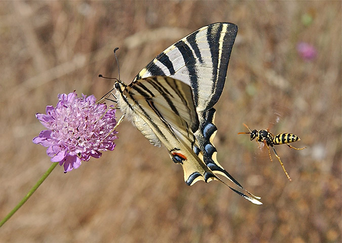 BMC Ecology: BMC Ecology Image Competition