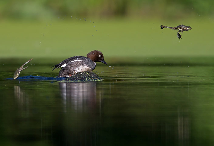 BMC Ecology: BMC Ecology Image Competition