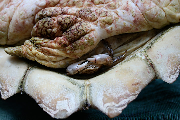 BMC Ecology: BMC Ecology Image Competition