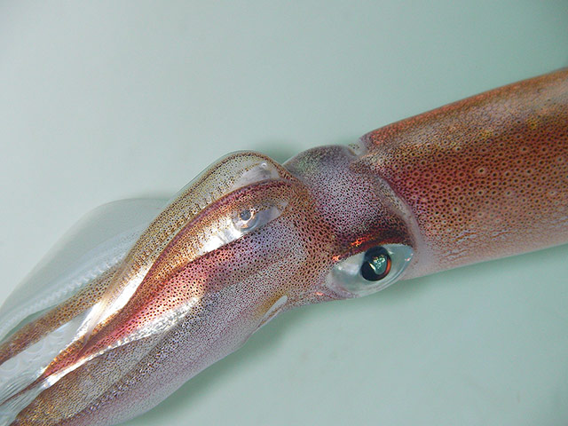 BMC Ecology: BMC Ecology Image Competition