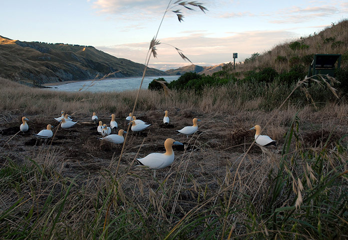 BMC Ecology: BMC Ecology Image Competition