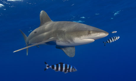 Whitetip shark