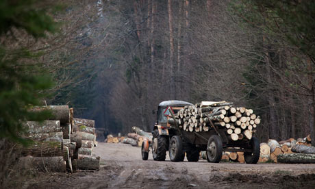 An unprotected forest is cleared in Poland
