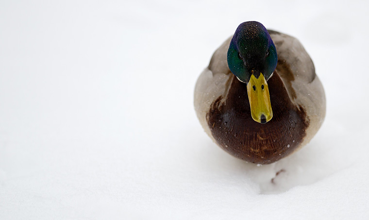 24 hours: Hamburg, Germany: A duck walks through snow after heavy snowfall.