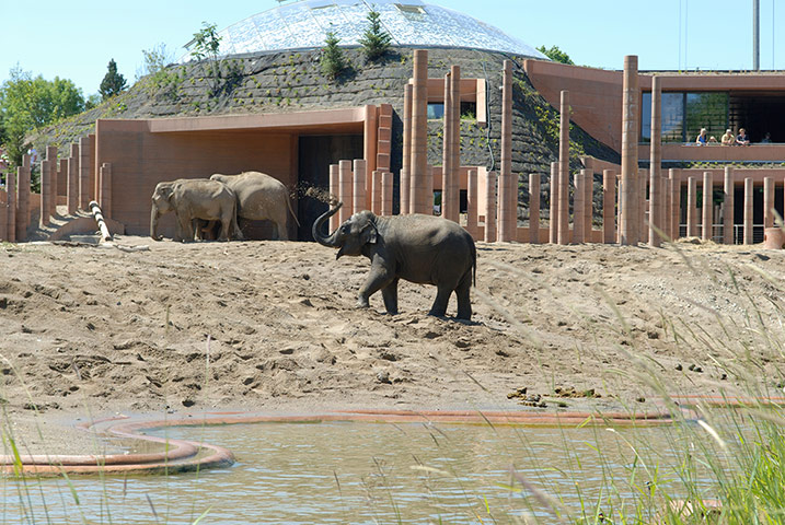 zoo buildings: Foster and Partners elephant enclosure at Copenhagen Zoo