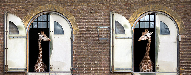 zoo buildings: Two giraffes look at each other from the windows of there enclosure 