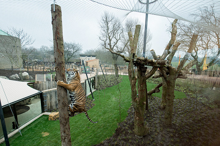 Tigers: London Zoo's new tiger enclosure