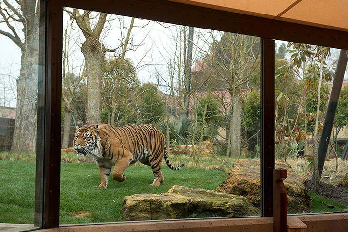 Tigers: London Zoo's new tiger enclosure