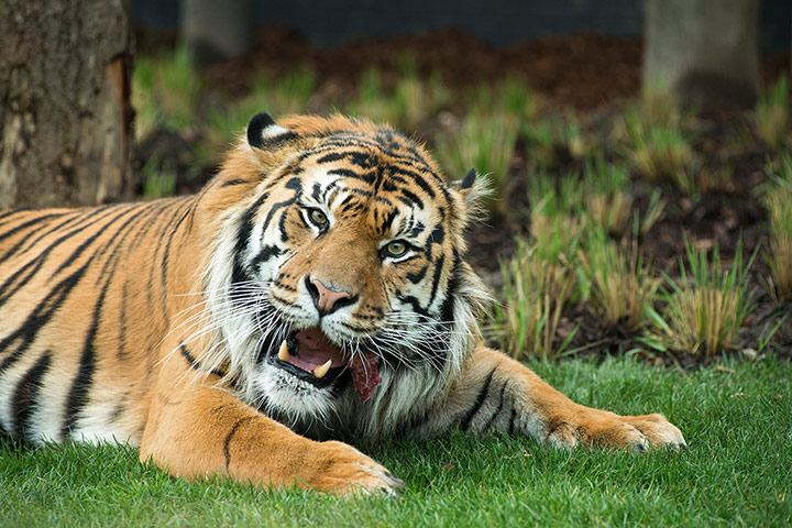 Tigers: One of London Zoo's tigers