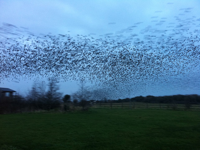 Your Pictures - Spotted: starlings against a blue sky