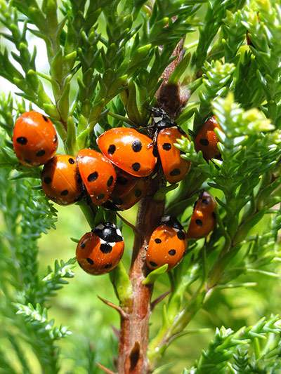 Your Pictures - Spotted: ladybirds on branch with green leaves