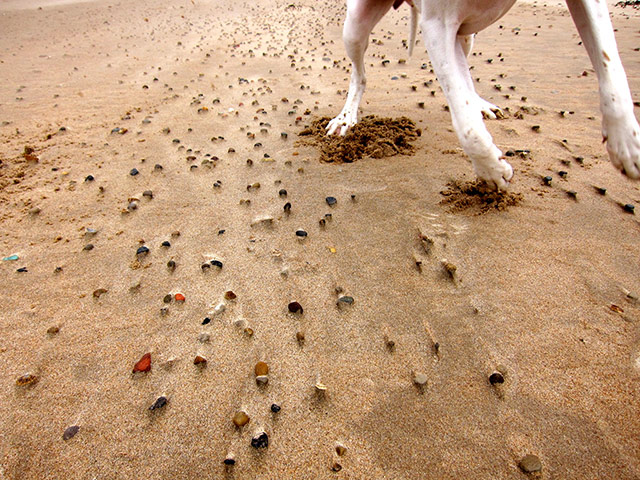 Your Pictures - Spotted: dog's legs running along sand