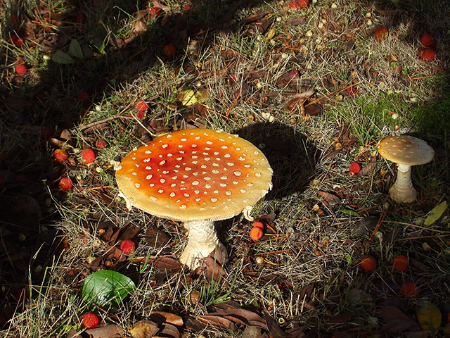 Your Pictures - Spotted: toadstool in grass 
