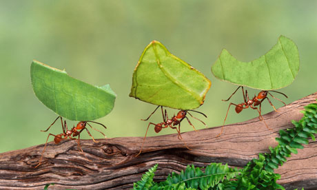 Ants carrying