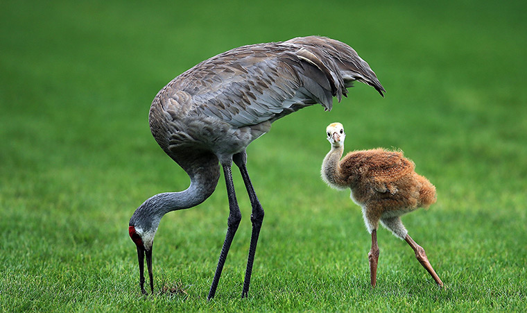 24 hours in pictures: Arnold Palmer Invitational presented by MasterCard - Preview