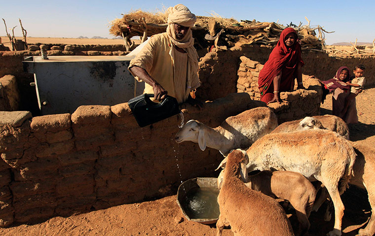 Water in Sudan: a man pours drinking water for livestock