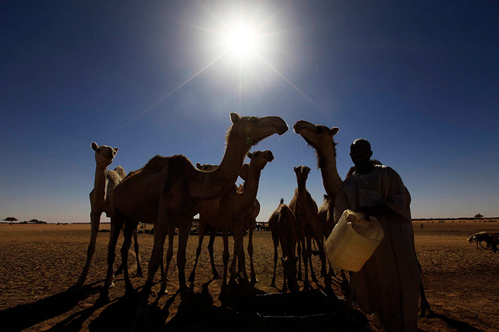 Water in Sudan: a man collects water from a well for his camels