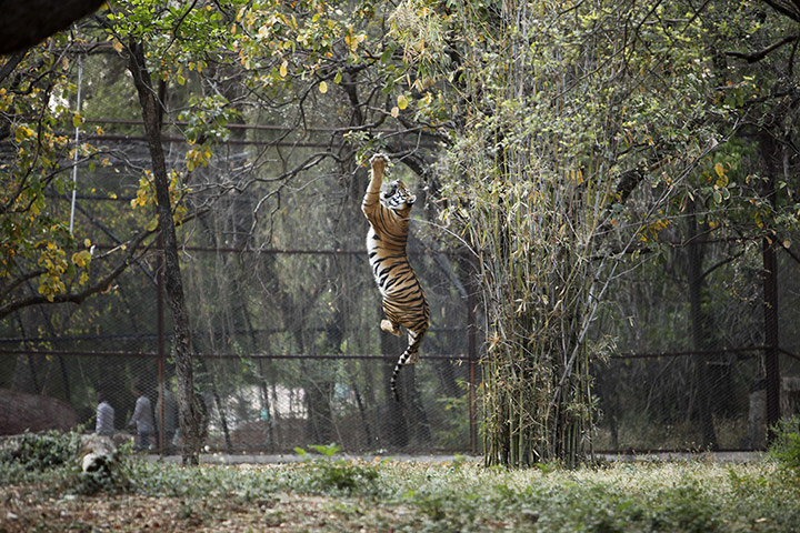Week in Wildlife: A Royal Bengal tiger jumps at the Nehru Zoological Park in Hyderabad, India