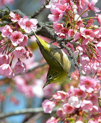 Week in Wildlife: A white-eye bird sits on a branch surrou