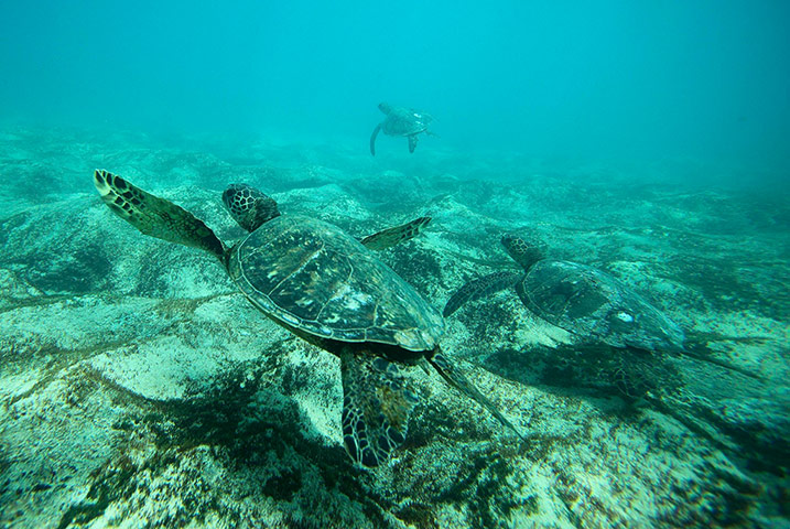Week in Wildlife: Green Sea turtles swim over a reef  on the North Shore of Oahu, Hawaii