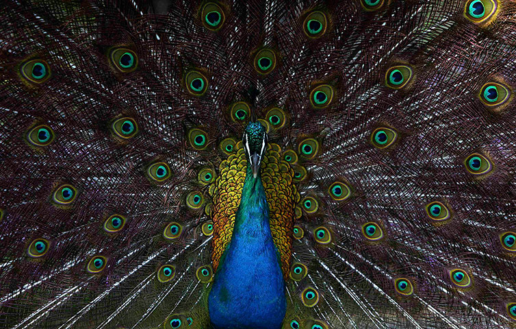 Week in Wildlife: Peacock at  the official residence of Malta's President, in Attard