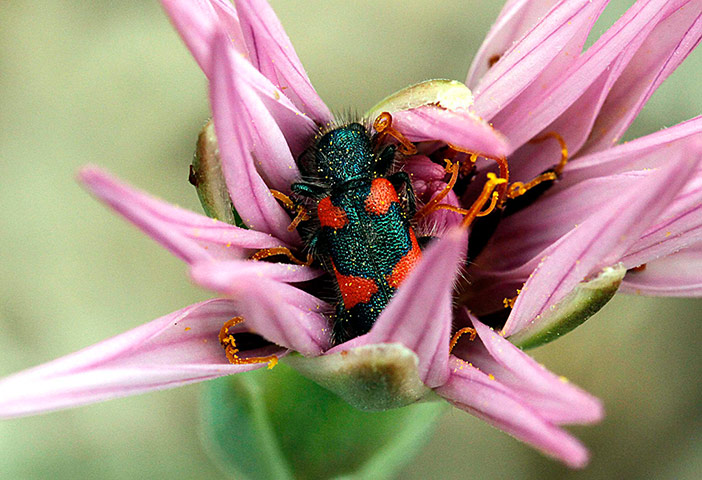 Week in Wildlife: A large beetle creeps inside a wild flower near Amman, Jordan