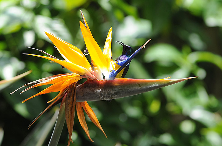 Week in Wildlife: A honey sucker bird in Harare 
