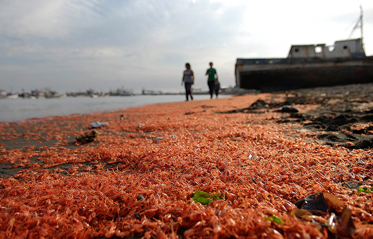 Week in Wildlife: thousand of shrimps washed up at Coronel town, Chile