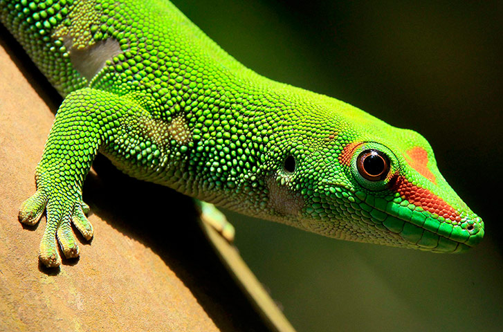 Week in Wildlife: A Madagascar day gecko 