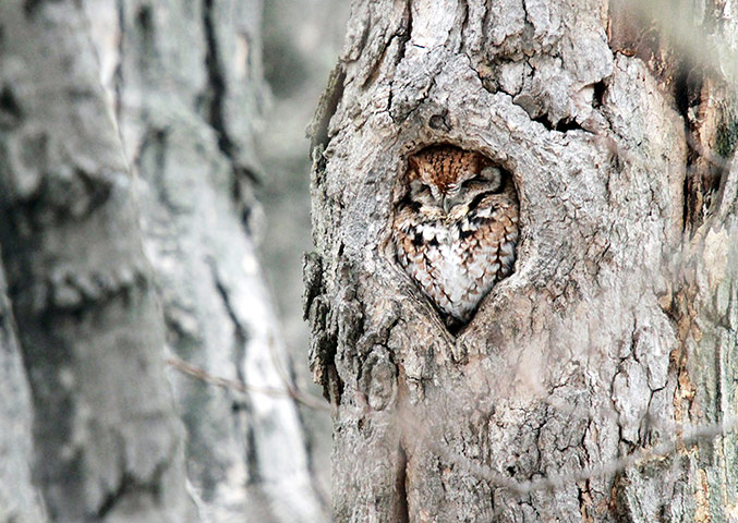 Week in Wildlife: Hidden Eastern Screech Owl